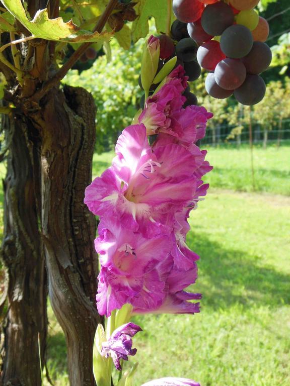 Al Pic De Corone Bed & Breakfast Terzo d' Aquileia Luaran gambar