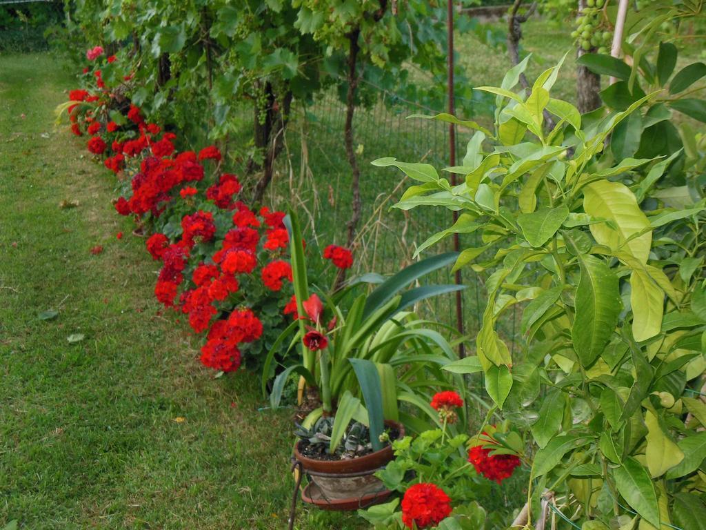 Al Pic De Corone Bed & Breakfast Terzo d' Aquileia Luaran gambar