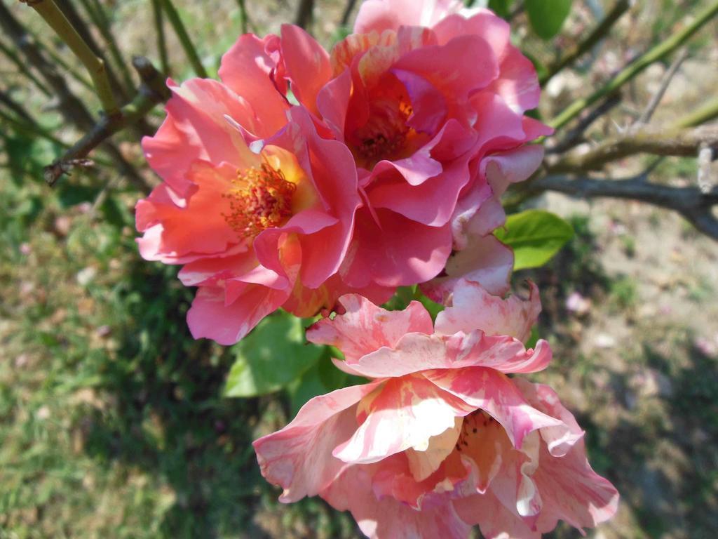 Al Pic De Corone Bed & Breakfast Terzo d' Aquileia Luaran gambar